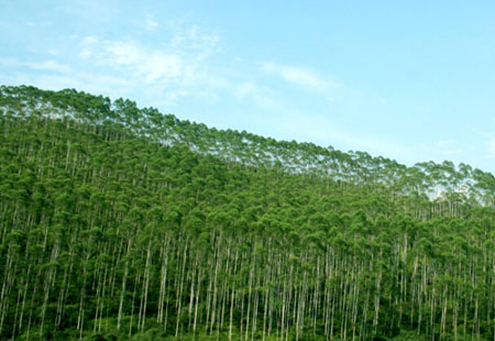 黑龙江积极推进林业碳汇交易，拓展市场机制补偿模式——空气“变现” 林海生金