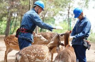 “中国梅花鹿之乡”迎来第一茬鹿茸收割季