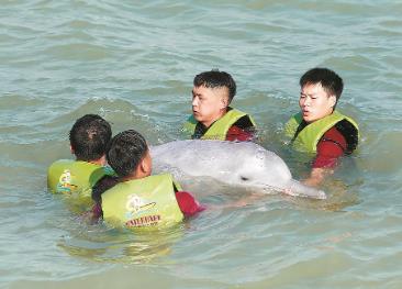 福建首次成功救助搁浅中华白海豚